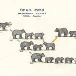 A hand-drawn family tree for Bear 153 details the cubs the sow has had so far. (Courtesy Photo | Laurie Craig)
