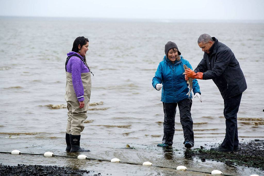 When Alaska salmon ‘go viral’