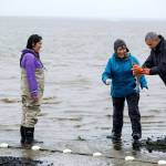 When Alaska salmon ‘go viral’