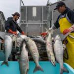 In this July 25, 2017 file photo, Chum salmon are delivered to Alaska Glacier Seafoods. (Michael Penn | Juneau Empire)