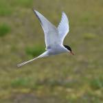 An adult Arctic tern flies near Photo Point near Mendenhall Glacier Visitor Center. The birds form colonies near the center from April to August. (Courtesy Photo | Gwen Baluss)