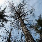 Dead and dying yellow-cedars, Peril Strait, Chichagof Island. (Courtesy photo Robin Mulvey | U.S. Forest Service)