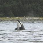 A large orca spy watches at Point Retreat in mid-July a few years ago. (Courtesy Photo | Kurt Kogita)