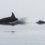 The silhouettes of a harbor porpoise and orca rise above the surface of the water in Lynn Canal on April 18. (Courtesy Photo | Jack Beedle)
