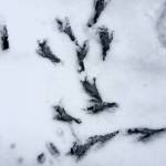 These footprints in the snow, seen on Feb. 26, look like footsteps for a raven dance. (Courtesy photos | Denise Carroll)