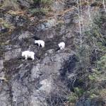 Mountain goats stand near Nugget Falls on April 18, 2020. (Courtesy Photo | Carolyn Kelley)
