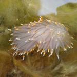 An opalescent nudibranch seen on Yakobi Island July 2019. (Courtesy Photo | Roman Motyka)