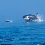 A harbor porpoise and orca emerge from the water in Lynn Canal on April 18. (Courtesy Photo | Jack Beedle)