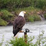 This eagle, seen in a September 2019 photo, is a regular visitor to the Mendenhall River. It hangs out in a tall snag across the river and sometimes kills and eats ducks in the nearby beaver pond. (Courtesy Photo | David Athearn)                                This eagle, seen in a September 2019 photo, is a regular visitor to the Mendenhall River. It hangs out in a tall snag across the river and sometimes kills and eats ducks in the nearby beaver pond. (Courtesy Photo | David Athearn)
