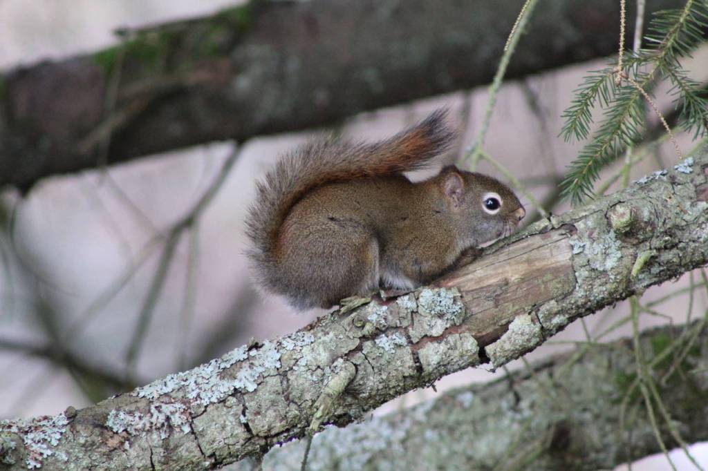 A squirrel along makes its way along a branch Monday, April 14, at the Airport Emergency Vehicle Access Road. (Courtesy Photo | Carolyn Kelley)