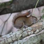 A squirrel along makes its way along a branch Monday, April 14, at the Airport Emergency Vehicle Access Road. (Courtesy Photo | Carolyn Kelley)