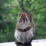 A red squirrel sits on the hand rail of a porch on Tuesday, May 26. He/she is very cute, writes reader Gary Miller. (Courtesy Photo | Gary Miller)