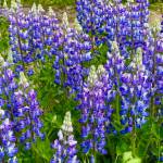 A field of lupine off West Glacier Trail on May 29. (Courtesy Photo | Denise Carroll)