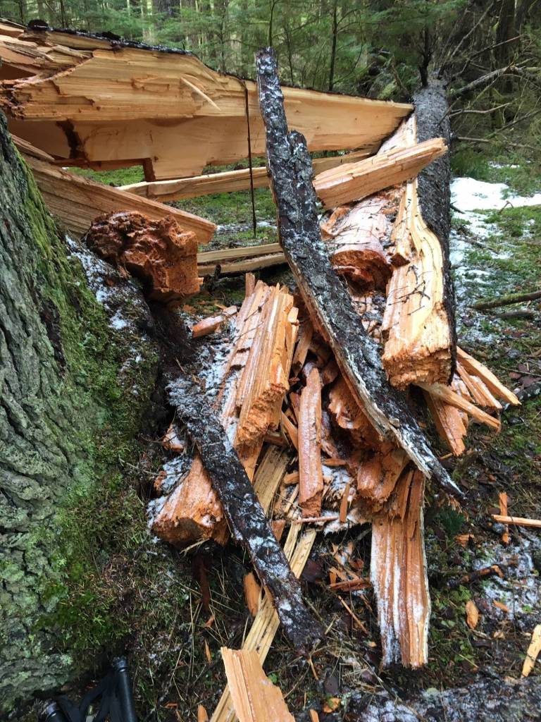 A forest giant comes crashing down with a loud crack in a North Douglas forest as seen Wednesday, March 4, 2020. (Courtesy Photo | Denise Caroll)
