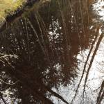 Forest reflections can be seen in the waters of Peterson Creek on Wednesday, March 4, 2020. (Courtesy Photo | Denise Caroll)