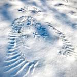 Gene Randall, who took this photo, says he enjoys tracking mice, squirrel, porcupine, mink, otter and deer through our winter lawn but have never seen such a display of the Snow Phoenix and the likely demise of a mouse. The photo was taken March 11, 2020. (Courtesy Photo | Gene Randall)