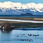 Seabirds and Canada geese enjoy Eagle River with the Chilkats in the background. (Courtesy Photo | Denise Carroll)