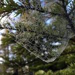 Courtesy photos | Denise Carroll                                The gossamer look of a dewy spiders web, Jan. 8, at Eaglecrest.