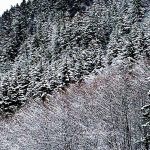 The line of demarcation: Deciduous, spruce and hemlock trees are seen Jan. 27 on Mount Roberts. (Courtesy photo | Denise Carroll)