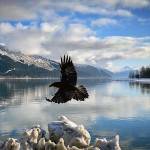 A raven flies past Gastineau Channel at Sandy Beach on Friday. (Courtesy photo | Machelle Bennett)