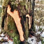 Porcupine markings are seen on a tree on Dupont Trail at the end of Thane Road on Feb. 7. (Courtesy photo | Sandy R. Williams)