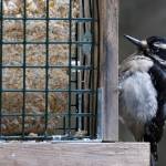 A hairy woodpecker checks out a suet feeder in the Back Loop area on March 29. (Courtesy Photo | Linda R. Shaw)