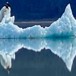 An adult bald eagle perches on an iceberg in Mendenhall Lake on May 8. (Courtesy Photo | Denise Carroll)