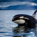 <strong></strong>An orca peers above the water near Point Retreat in Southern Lynn Canal. (Courtesy Photo | Jack Beedle)