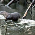 A river otter was on the move in September 2015 in Kowee Creek Out the Road.(Courtesy Photo | David Athearn)