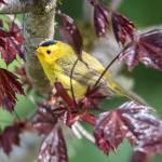 Wilson Warbler sits in a Norwegian red maple Out the Road. (Courtesy Photo | Kenneth Gill, gillfoto)