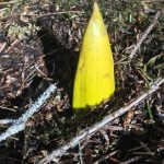 A skunk cabbage shoot peaks out of the ground on the trail. (Courtesy Photo |Deborah Rudis)