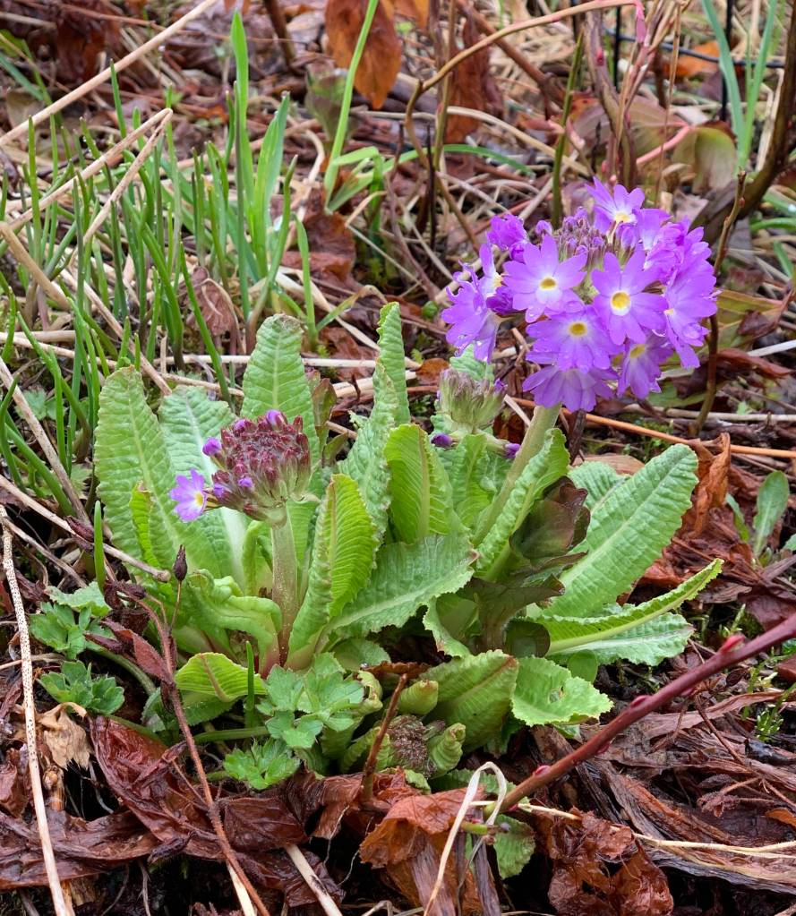 Primula denticulata heralds in spring in a Blueberry Hills garden. (Courtesy Photo | Paul Dick)