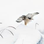 A short-eared owl lands on the snowy ground in Juneau on Jan. 30. (Courtesy photo | Gina Vose)