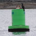 A pelagic cormorant can be seen near Coglin Island, on April 9, 2020 Coglin Island. ( Courtesy Photo | Carolyn Kelley)