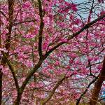 Cherry blossoms remind us that spring and warm weather have arrived in Juneau on May 6. (Courtesy Photo | Denise Carroll)