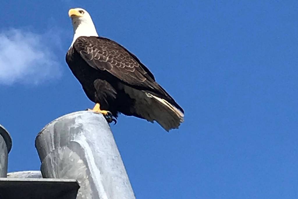 An eagle perches near the Juneau Empire office on Thursday. (Courtesy Photo | Dawn Keck)