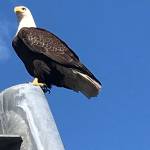 An eagle perches near the Juneau Empire office on Thursday. (Courtesy Photo | Dawn Keck)