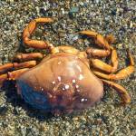 A Dungeness crab wades in the shallow waters of Boy Scout Beach on April 18, 2020. (Courtesy Photo | Denise Carroll)