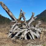 Driftwood sculpture as seen along Eagle River on May 2. (Courtesy Photo | Denise Carroll)