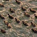 Surf scoters scurry across the downtown boat harbor on May 12. (Courtesy Photo | Denise Carroll)
