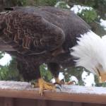 An eagle grips a wooden beam with its talons. (Courtesy Photo | Karen Crane)