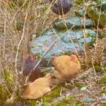 Wildlife visits Denise Carrolls backyard on April 5. We dont have any chickens, Carroll said in an email. (Courtesy Photo | Denise Carroll)