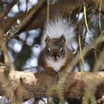 A white-tailed red squirrel was hanging out in a Mendenhall Valley backyard on May 15. (Courtesy Photo | Dick Fagnant)