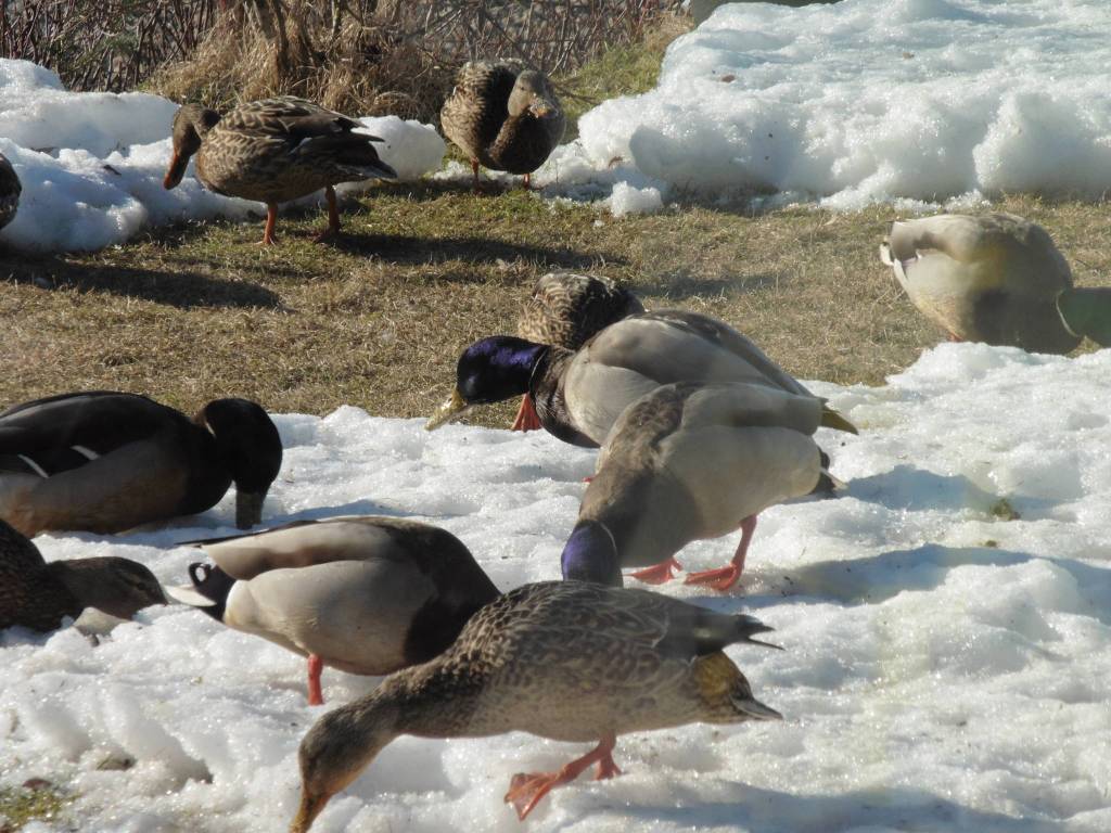 Mallards making a spring visit to David Athearns yard in search of seed. Later in April, they nest across the river in a sheltered beaver pond and rear their young. The cat gets lots of entertainment from the window, and we get free fertilizer, Athearn said in an email. ( Courtesy Photo |David Athearn)