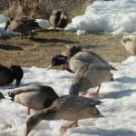Mallards making a spring visit to David Athearns yard in search of seed. Later in April, they nest across the river in a sheltered beaver pond and rear their young. The cat gets lots of entertainment from the window, and we get free fertilizer, Athearn said in an email. ( Courtesy Photo |David Athearn)