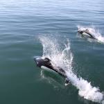 Dalls porpoises swim in Southern Lynn Canal on May 11. Steve Parker said they were seen while returning to Auke Bay from St James Bay. A group of about 20 Dalls Porpoises escorted our sailboat for nearly 30 minutes on our way home, Parker said. (Courtesy Photo | Steve Parker)