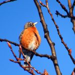 A robin sings on the top of an alder on April 17. (Courtesy Photo | Linda R. Shaw)