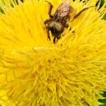 A bee pushes through the yellow flower clusters of a roadside dandelion in July 2019. (Courtesy Photo | Denise Carroll)