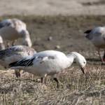 Snow geese feed on tidal grassland out on Eagle Beach on May 15. (Courtesy Photo | Kenneth Gill, gillfoto)