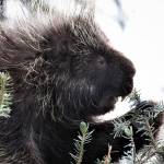 A porcupine enjoys eating spruce tips adjacent to the Mendenhall Glacier Visitor Center on April 5 (Courtesy Photo | Linda Shaw)